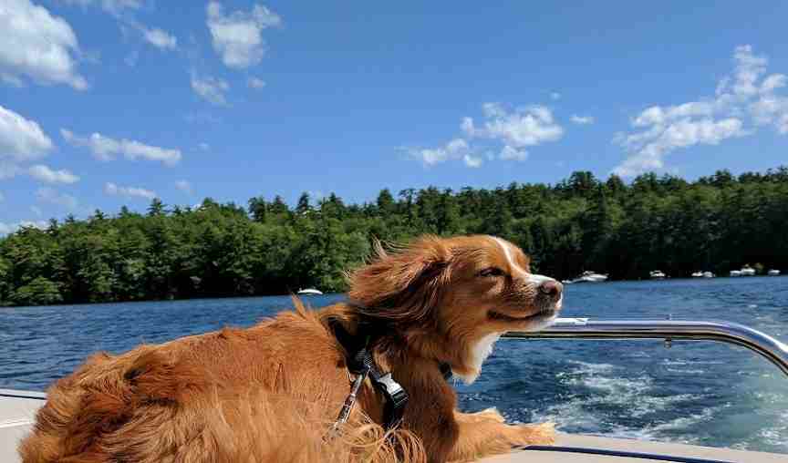 Pet Friendly Rentals